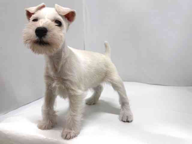 奈良県のミニチュアシュナウザー (ひごペットフレンドリー奈良パワーシティ店/2025年10月1日生まれ/女の子/ホワイト)の子犬の3枚目の画像