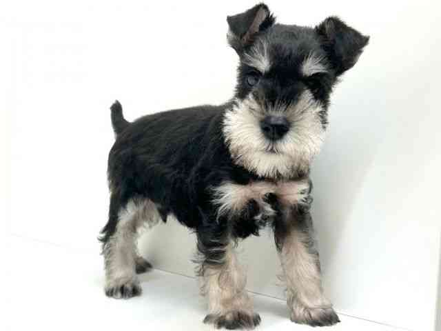 兵庫県のミニチュアシュナウザー (ひごペットフレンドリーブルメールHAT神戸店/2025年10月1日生まれ/男の子/ブラックシルバー)の子犬の3枚目の画像