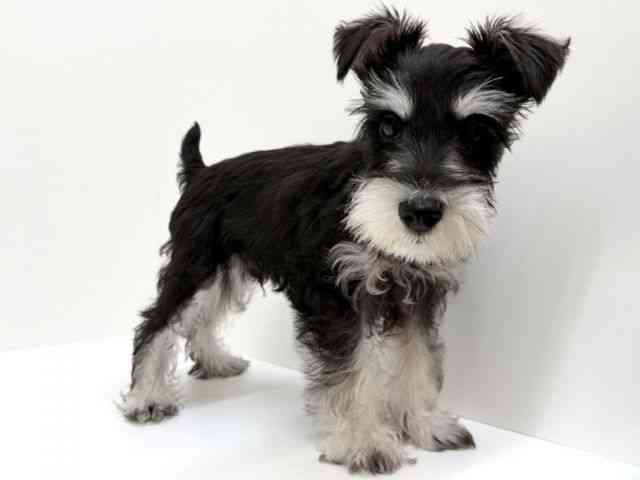 兵庫県のミニチュアシュナウザー (ひごペットフレンドリーブルメールHAT神戸店/2025年10月1日生まれ/男の子/ブラックシルバー)の子犬の3枚目の画像