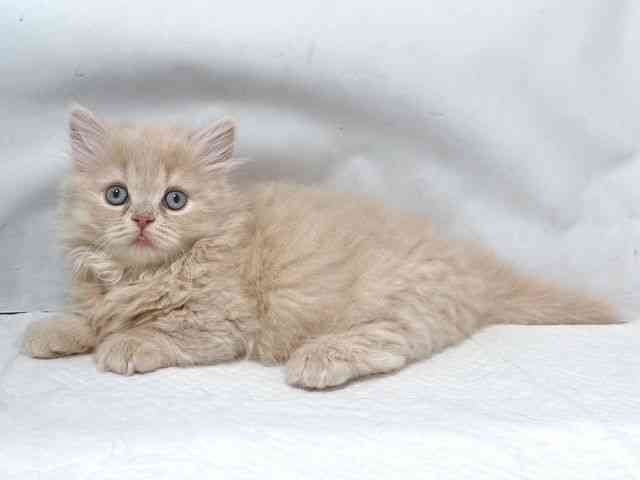 大阪府のミヌエット (ひごペットフレンドリー堺プラットプラット店/2025年10月3日生まれ/男の子/クリームタビー)の子猫の3枚目の画像