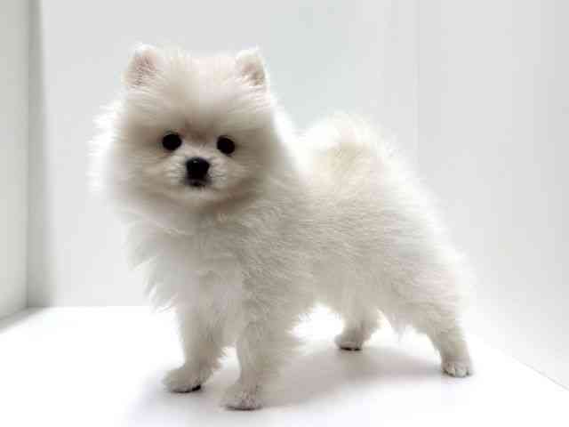 愛知県のポメラニアン (ひごペットフレンドリーららぽーと名古屋みなとアクルス店/2025年10月4日生まれ/女の子/ホワイト)の子犬の3枚目の画像