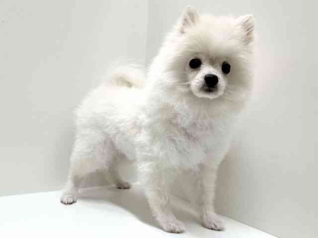 愛知県のポメラニアン (ひごペットフレンドリーららぽーと名古屋みなとアクルス店/2025年10月4日生まれ/女の子/ホワイト)の子犬の3枚目の画像