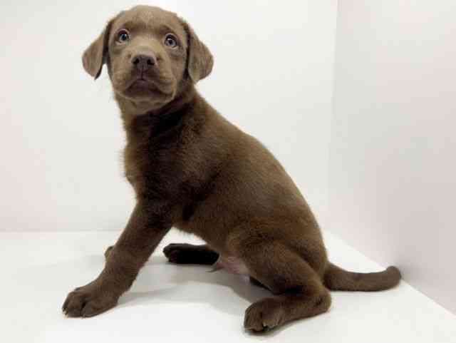 広島県のラブラドールレトリーバー (ひごペットフレンドリーフジグラン神辺店/2025年10月4日生まれ/男の子/チョコレート)の子犬の3枚目の画像