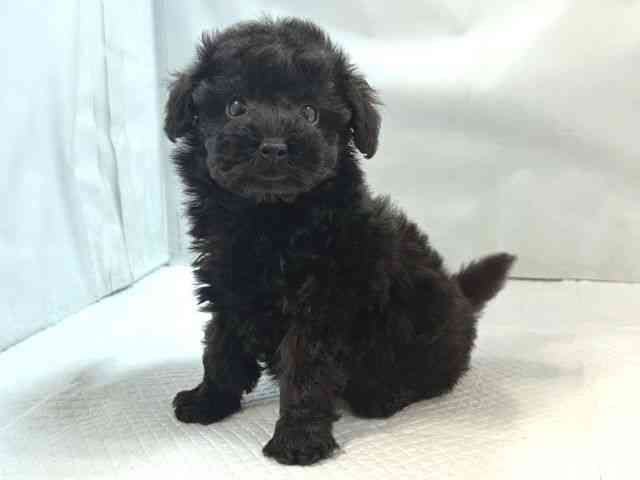 大阪府のトイプードル(トイ) (ひごペットフレンドリー堺プラットプラット店/2025年9月28日生まれ/女の子/ブラック)の子犬の3枚目の画像