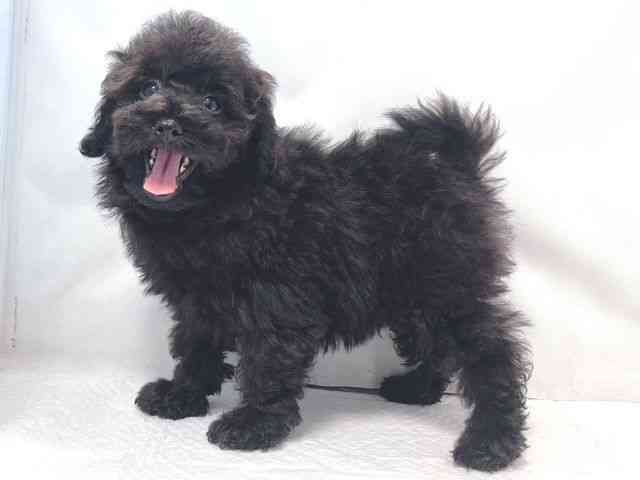 大阪府のトイプードル(トイ) (ひごペットフレンドリー堺プラットプラット店/2025年9月28日生まれ/女の子/ブラック)の子犬の3枚目の画像