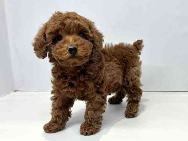 大阪府のトイプードル(トイ) (ひごペットフレンドリーセブンパーク天美店/2025年10月4日生まれ/女の子/レッドフォーン)の子犬の3枚目の画像