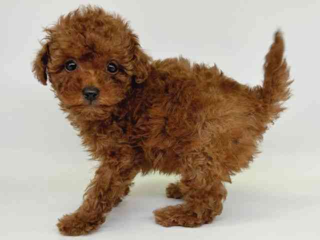 大阪府のトイプードル(トイ) (ひごペットフレンドリー瓜破店/2025年10月4日生まれ/女の子/レッド)の子犬の3枚目の画像