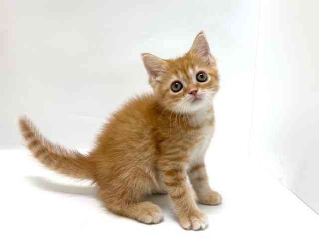 大阪府のマンチカン (ひごペットフレンドリーアクロスプラザ住之江店/2025年10月4日生まれ/男の子/レッドタビー)の子猫の3枚目の画像