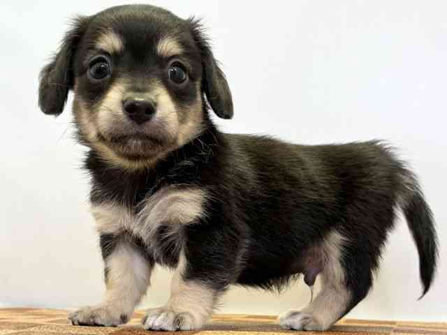 愛媛県のチワックス(チワワ×ダックス) (ひごペットフレンドリーエミフルMASAKI店/2025年10月4日生まれ/男の子/ブラックイエロー)の子犬の3枚目の画像