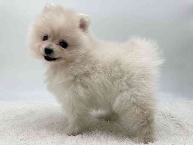 島根県のポメラニアン (ひごペットフレンドリーイオンモール出雲店/2025年10月4日生まれ/女の子/クリーム)の子犬の3枚目の画像