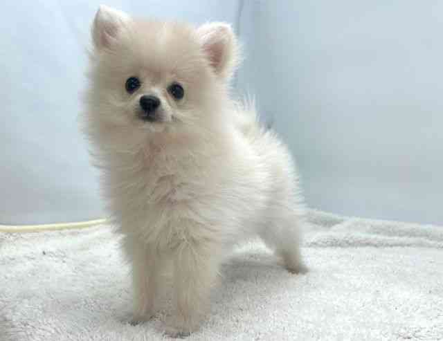 島根県のポメラニアン (ひごペットフレンドリーイオンモール出雲店/2025年10月4日生まれ/女の子/クリーム)の子犬の3枚目の画像