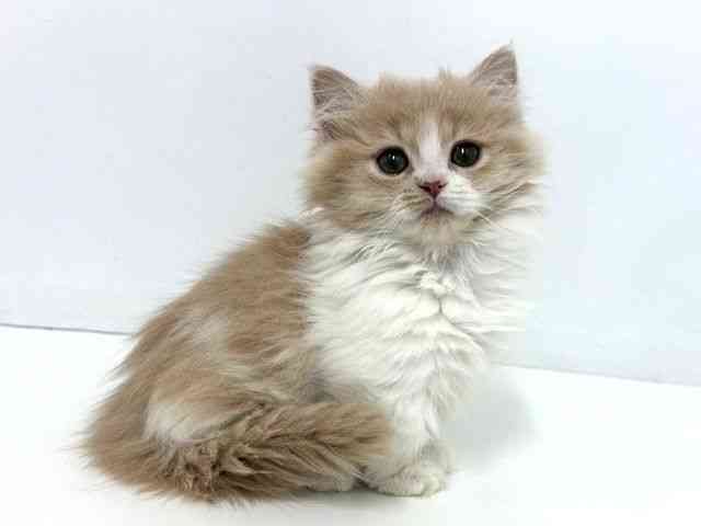 大阪府のミヌエット (ひごペットフレンドリーベルファⅡ都島店/2025年9月29日生まれ/女の子/クリームホワイト)の子猫の3枚目の画像