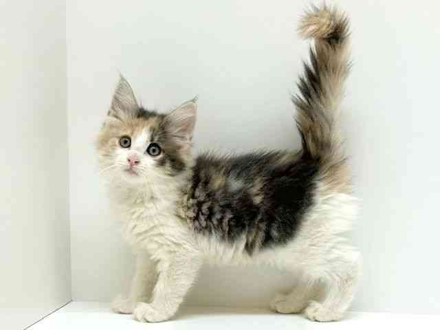 兵庫県のノルウェージャンフォレストキャット (ひごペットフレンドリーブルメールHAT神戸店/2025年10月3日生まれ/女の子/ダイリュートキャリコ)の子猫の3枚目の画像