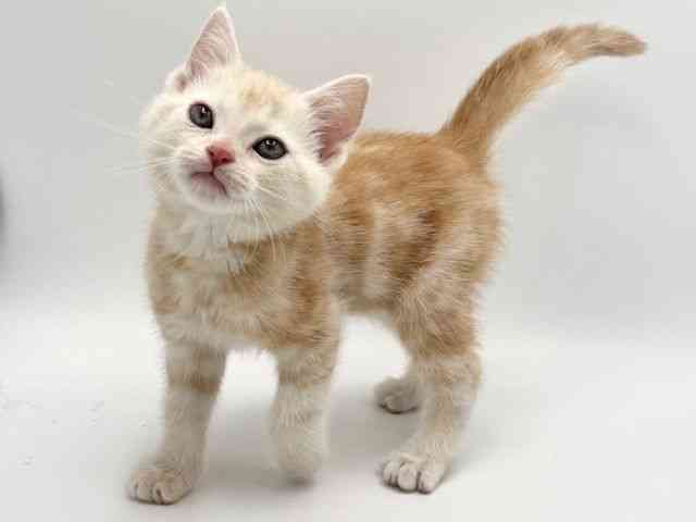 大阪府のアメリカンショートヘアー (ひごペットフレンドリーみのおキューズモール店/2025年10月4日生まれ/男の子/クリームタビー)の子猫の3枚目の画像