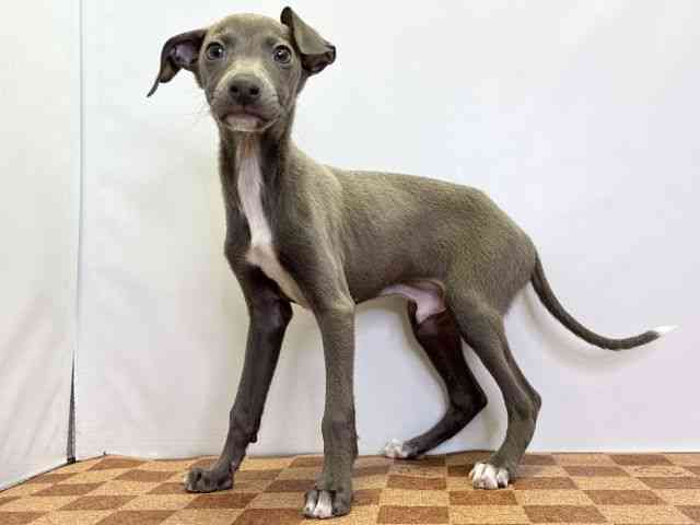 愛媛県のイタリアングレーハウンド (ひごペットフレンドリーエミフルMASAKI店/2025年10月4日生まれ/男の子/ブルーホワイト)の子犬の3枚目の画像