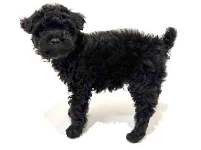 大阪府のトイプードル(トイ) (ひごペットフレンドリーイオン高槻店/2025年10月4日生まれ/女の子/ブラック)の子犬の3枚目の画像