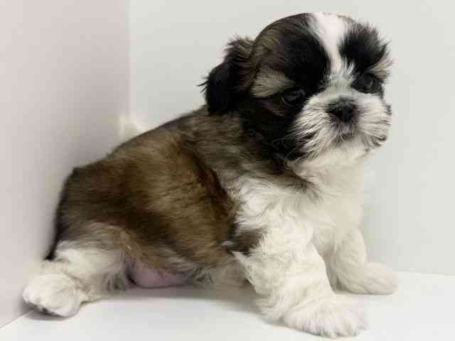 大阪府のシーズー (ひごペットフレンドリーくずはモール店/2025年10月3日生まれ/女の子/ゴールドホワイト)の子犬の3枚目の画像