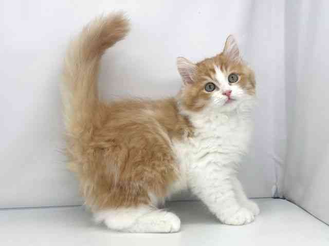 兵庫県のラガマフィン (ひごペットフレンドリーイオンタウン加古川店/2025年10月1日生まれ/男の子/レッドタビーホワイト)の子猫の3枚目の画像