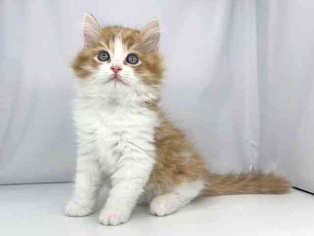 兵庫県のラガマフィン (ひごペットフレンドリーイオンタウン加古川店/2025年10月1日生まれ/男の子/レッドタビーホワイト)の子猫の3枚目の画像