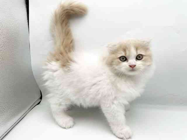 奈良県のスコティッシュフォールド (ひごペットフレンドリートナリエ大和高田店/2025年10月2日生まれ/女の子/クリームタビーホワイト)の子猫の3枚目の画像