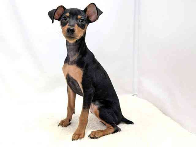 広島県のミニチュアピンシャー (ひごペットフレンドリーゆめタウン廿日市店/2025年10月4日生まれ/女の子/ブラックタン)の子犬の3枚目の画像