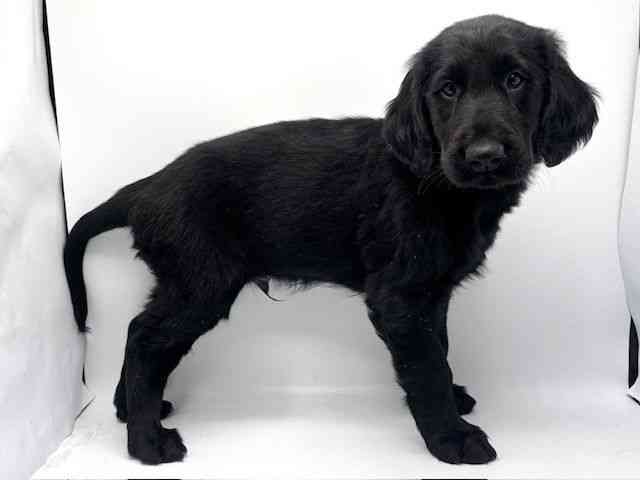 大阪府のフラットコーテッドレトリーバー (ひごペットフレンドリーみのおキューズモール店/2025年10月4日生まれ/男の子/ブラック)の子犬の3枚目の画像