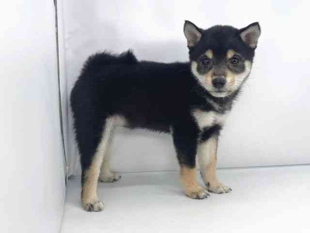 兵庫県の柴犬(標準サイズ) (ひごペットフレンドリーイオンタウン加古川店/2025年9月29日生まれ/女の子/黒)の子犬の3枚目の画像