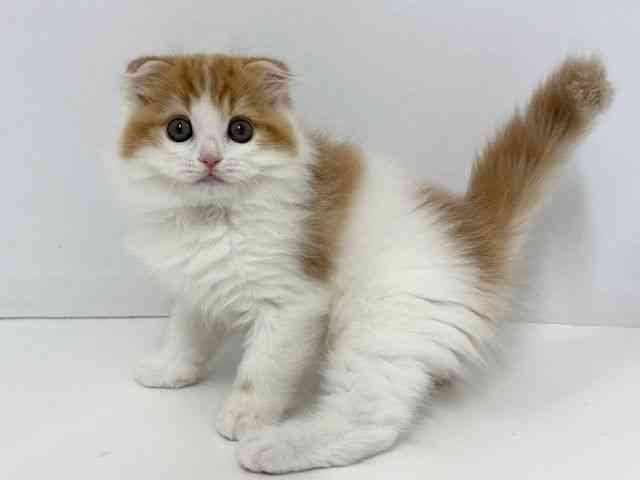 大阪府のスコティッシュフォールド (ひごペットフレンドリーベルファⅡ都島店/2025年10月1日生まれ/男の子/レッドタビーホワイト)の子猫の3枚目の画像