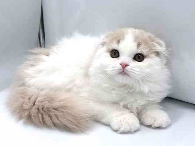 京都府のスコティッシュフォールド (ひごペットフレンドリー京都店/2025年10月1日生まれ/男の子/クリームタビーホワイト)の子猫の3枚目の画像