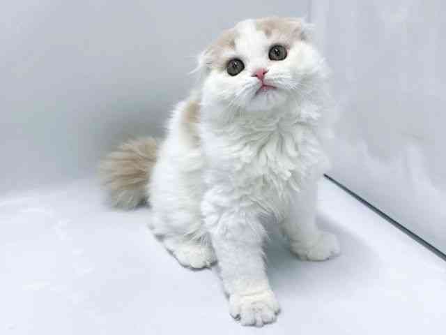 京都府のスコティッシュフォールド (ひごペットフレンドリー京都店/2025年10月1日生まれ/男の子/クリームタビーホワイト)の子猫の3枚目の画像