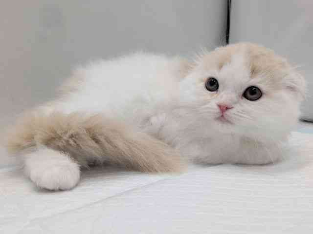 京都府のスコティッシュフォールド (ひごペットフレンドリー京都店/2025年10月1日生まれ/男の子/クリームタビーホワイト)の子猫の3枚目の画像