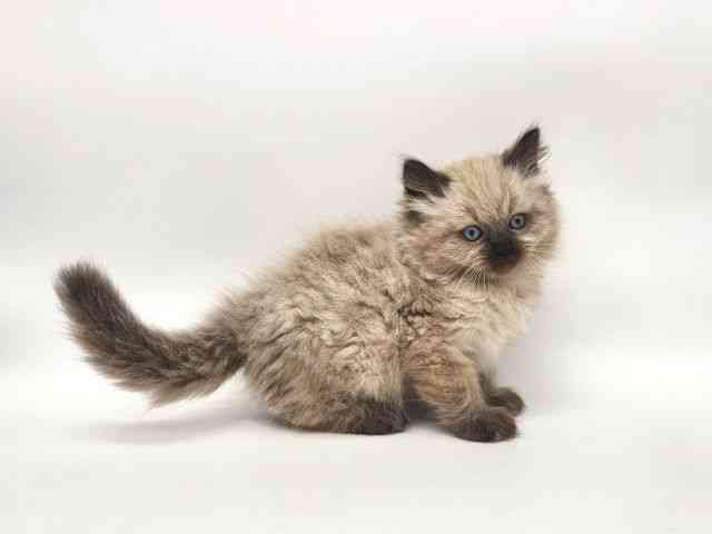 大阪府のヒマラヤン (ひごペットフレンドリー泉ヶ丘店/2025年10月5日生まれ/男の子/シールポイント)の子猫の3枚目の画像