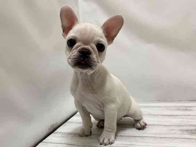 和歌山県のフレンチブルドッグ (ひごペットフレンドリーパームシティ和歌山店/2025年10月4日生まれ/女の子/クリーム)の子犬の3枚目の画像
