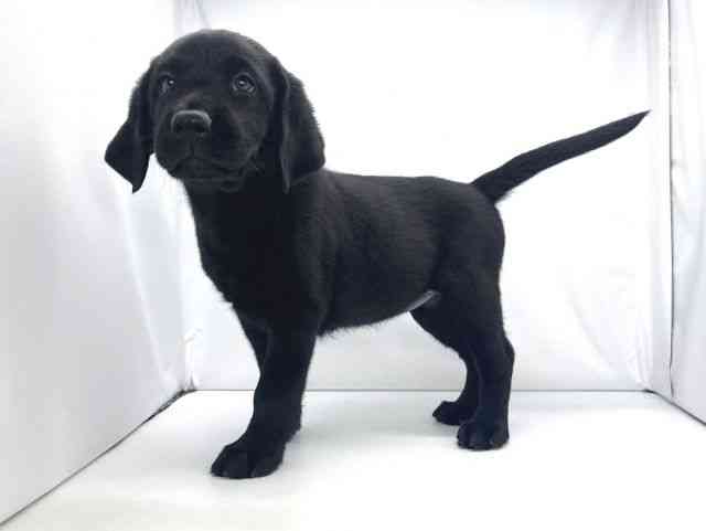 兵庫県のラブラドールレトリーバー (ひごペットフレンドリーイオンタウン加古川店/2025年10月4日生まれ/女の子/ブラック)の子犬の3枚目の画像