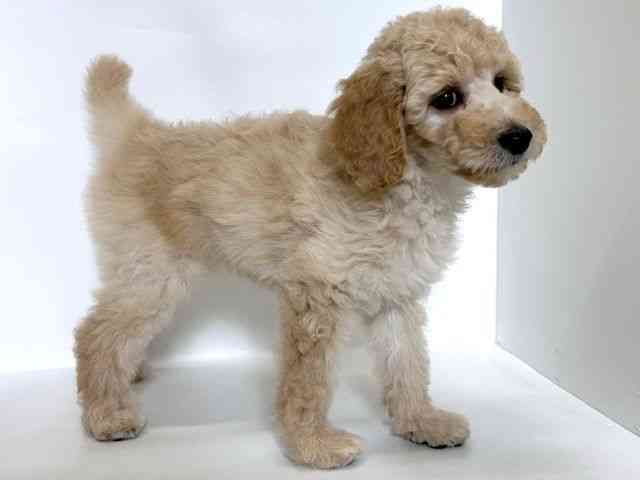 大阪府のスタンダードプードル (ひごペットフレンドリーアクロスプラザ住之江店/2025年10月5日生まれ/女の子/クリーム)の子犬の3枚目の画像