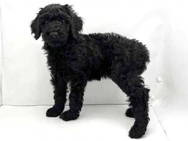 兵庫県のスタンダードプードル (ひごペットフレンドリークラウンパーク伊丹店/2025年10月5日生まれ/女の子/ブラック)の子犬の3枚目の画像