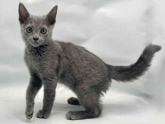 大阪府のロシアンブルー (ひごペットフレンドリー東淀川店/2025年10月4日生まれ/女の子/ブルー)の子猫の3枚目の画像