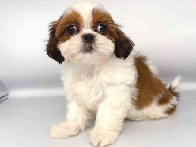 大阪府のシーズー (ひごペットフレンドリー岸和田店/2025年10月4日生まれ/女の子/ゴールドホワイト)の子犬の3枚目の画像