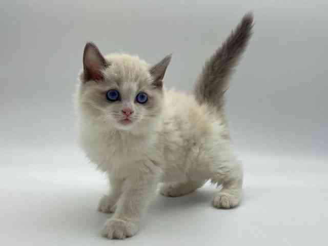 島根県のラグドール (ひごペットフレンドリーイオンモール出雲店/2025年10月4日生まれ/男の子/ブルーポイントバイカラー)の子猫の3枚目の画像