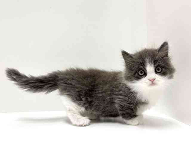 愛知県のミヌエット (ひごペットフレンドリーららぽーと名古屋みなとアクルス店/2025年10月5日生まれ/男の子/ブルーホワイト)の子猫の3枚目の画像