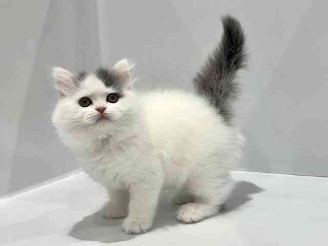 大阪府のブリティッシュロングヘアー (ひごペットフレンドリーセブンパーク天美店/2025年10月1日生まれ/女の子/ブルーホワイト)の子猫の3枚目の画像