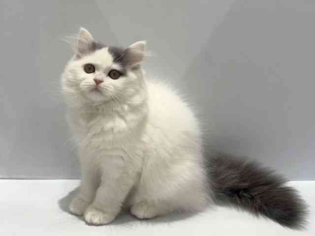 大阪府のブリティッシュロングヘアー (ひごペットフレンドリーセブンパーク天美店/2025年10月1日生まれ/女の子/ブルーホワイト)の子猫の3枚目の画像