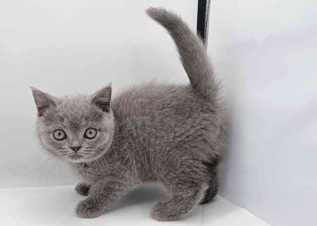 島根県のブリティッシュショートヘアー (ひごペットフレンドリーイオン松江ショッピングセンター店/2025年10月2日生まれ/女の子/ブルー)の子猫の3枚目の画像