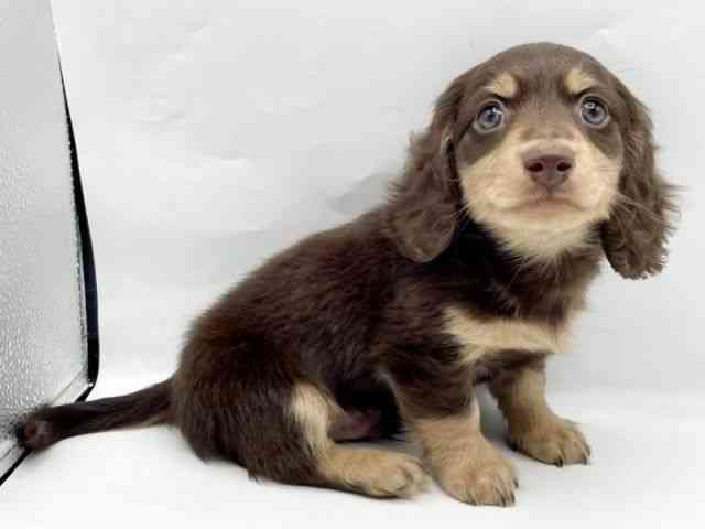 奈良県のミニチュアダックスフンド(ロング) (ひごペットフレンドリートナリエ大和高田店/2025年10月4日生まれ/男の子/チョコレートタン)の子犬の3枚目の画像