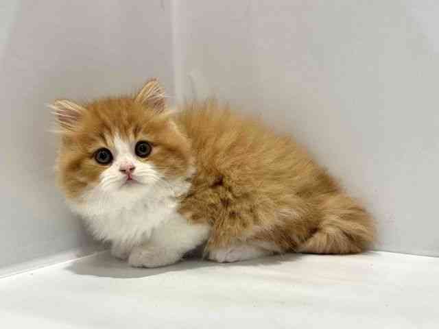 大阪府のスコティッシュフォールド (ひごペットフレンドリーセブンパーク天美店/2025年10月1日生まれ/男の子/レッドタビーホワイト)の子猫の3枚目の画像