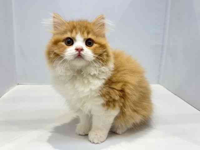 大阪府のスコティッシュフォールド (ひごペットフレンドリーセブンパーク天美店/2025年10月1日生まれ/男の子/レッドタビーホワイト)の子猫の3枚目の画像