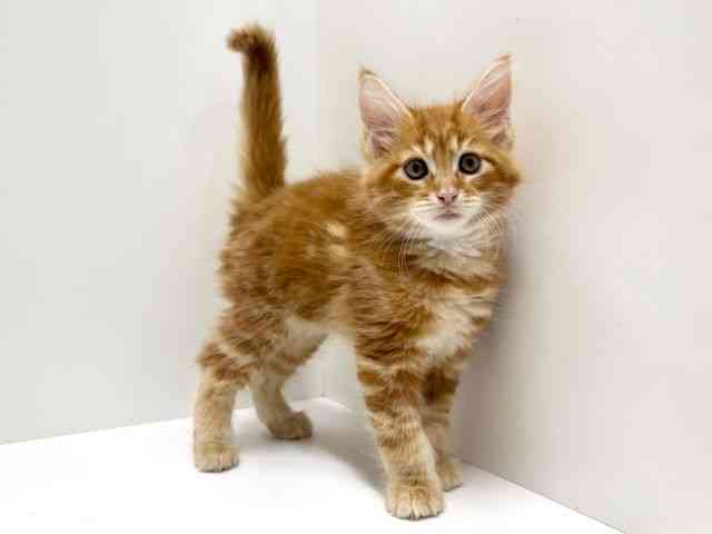 愛知県のメインクーン (ひごペットフレンドリーららぽーと名古屋みなとアクルス店/2025年10月4日生まれ/男の子/レッドタビー)の子猫の3枚目の画像