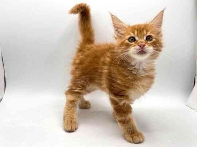 奈良県のメインクーン (ひごペットフレンドリー田原本店/2025年10月4日生まれ/男の子/レッドタビー)の子猫の3枚目の画像