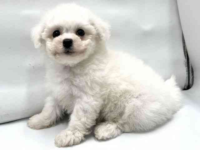 京都府のビションフリーゼ (ひごペットフレンドリー京都店/2025年10月4日生まれ/男の子/ホワイト)の子犬の3枚目の画像