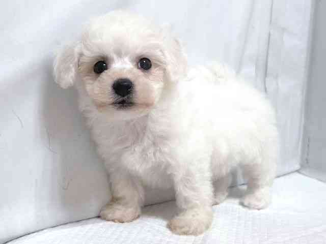 大阪府のビションフリーゼ (ひごペットフレンドリー堺プラットプラット店/2025年10月4日生まれ/男の子/ホワイト)の子犬の3枚目の画像